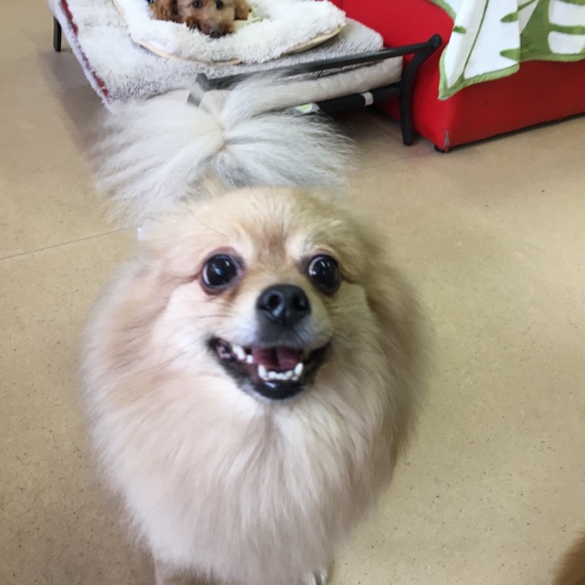 卒業犬たち🐶パート２